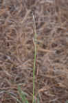 Heath sedge